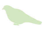 緑の鳥