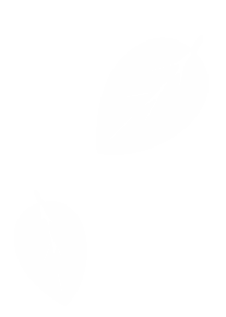 白い葉っぱ